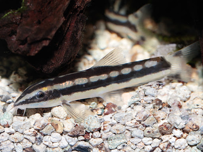 Ambastaia nigrolineata  (Kottelat & Chu, 1987)